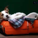 Travel Tips for Jet Set Pet Owners